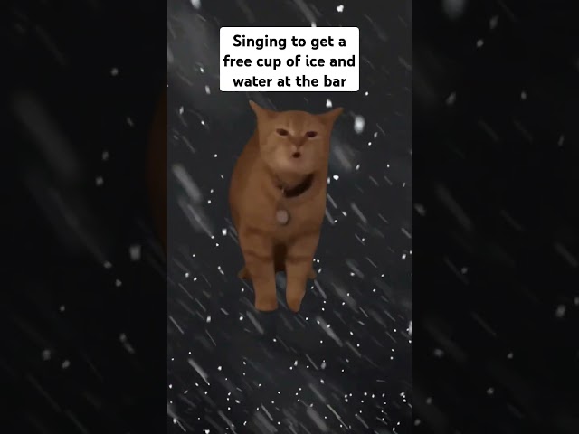 You may have been tricked... #ice #water #funny #cat #cats #everest