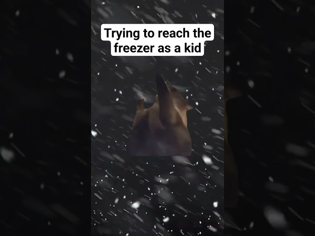 Fresh ice and frozen pizza rolls #ice #water #cat #freezer #funny #everest